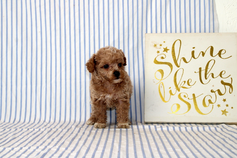 puppy, for, sale, Cavapoo, Matthew B. Stoltzfus, dog, breeder, Gap, PA, dog-breeder, puppy-for-sale, forsale, nearby, find, puppyfind, locator, puppylocator, aca